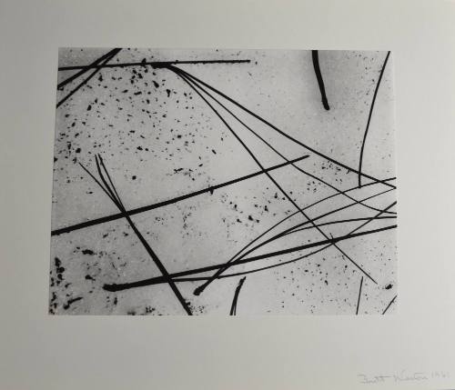 Pine Needles on Snow